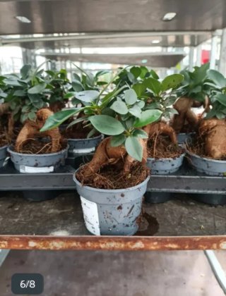 Ficus Ginseng Bonsai 20cm