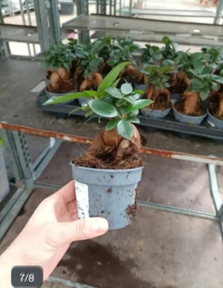 Ficus Ginseng Bonsai 20cm