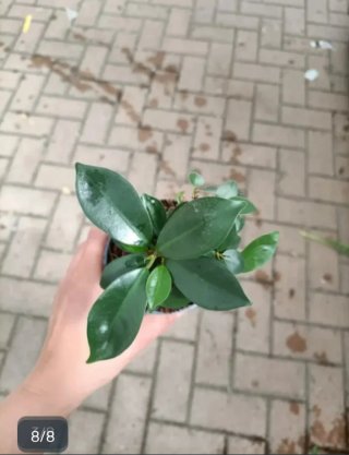 Ficus Ginseng Bonsai 20cm