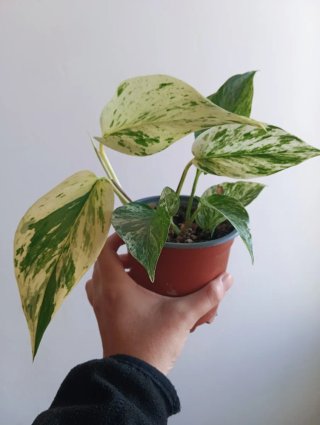 Planta Pothos Marble Queen