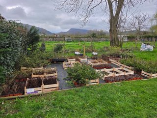 Lote 3 Plantas Arándanos