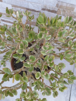 Planta Suculenta Crassula Ovata Variegada