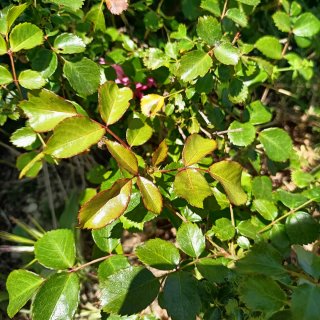 Rosa Cespuglio Adulta Fiori Rosa
