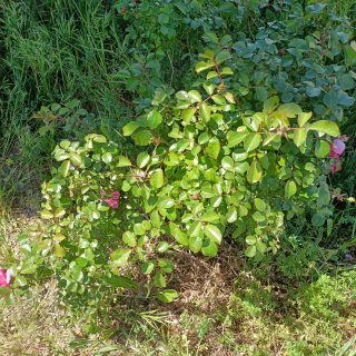 Rosa Cespuglio Adulta Fiori Rosa
