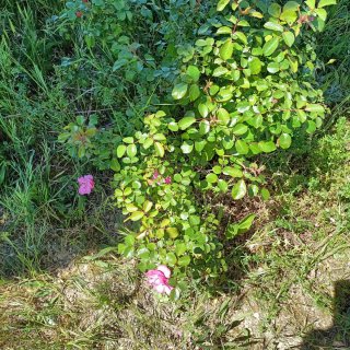 Rosa Cespuglio Adulta Fiori Rosa