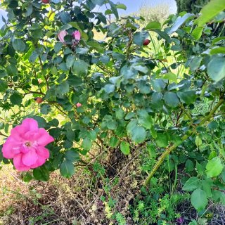 Rosa Cespuglio Adulta Fiori Rosa