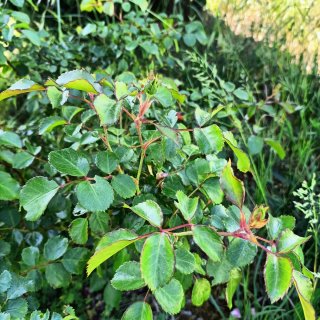 Rosa Cespuglio Adulta Fiori Rosa