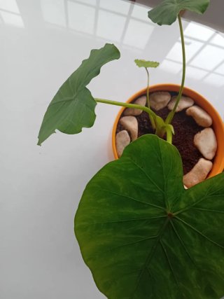 Planta Elefante Colocasia Manto de Eva ceramica