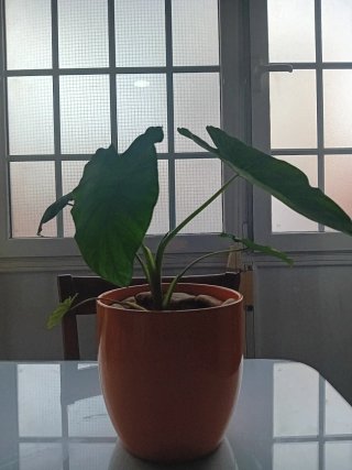 Planta Elefante Colocasia Manto de Eva ceramica