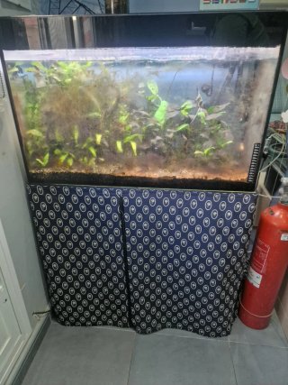 Acuario 100L con plantas