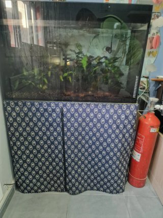 Acuario 100L con plantas