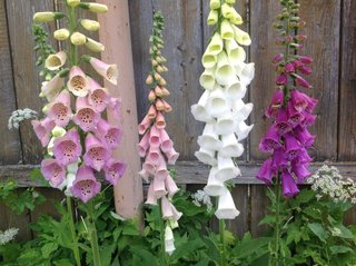 Digitalis purpurea mix - Campanule di tigre
