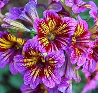 600+ Semi Salpiglossis Vellutata & Profumata