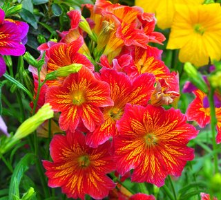 600+ Semi Salpiglossis Vellutata & Profumata
