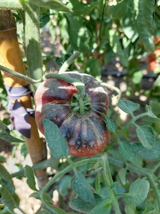 Plantel de tomateras Azules