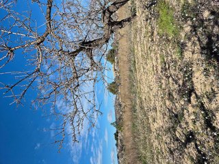 Terreno en venta en Bullas