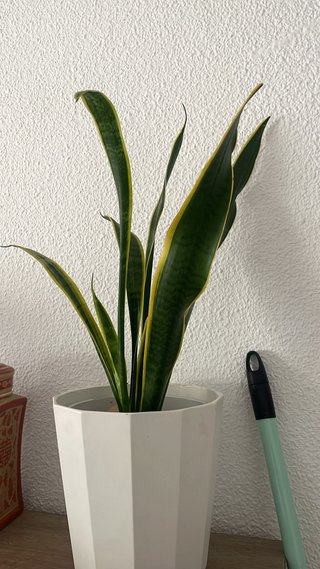 Plantas