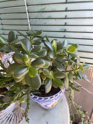 Plantas