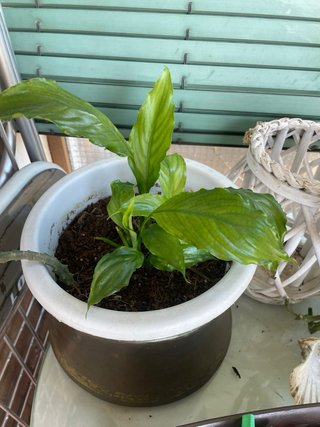 Plantas