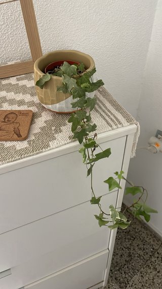 Plantas