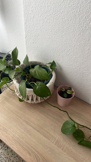 Plantas