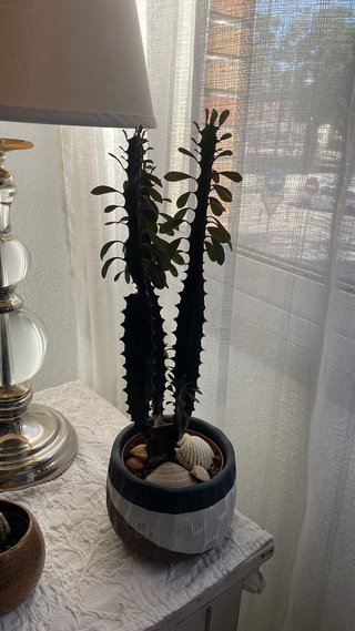 Plantas