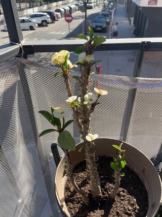 Plantas