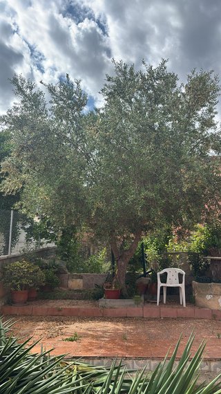 Olivo