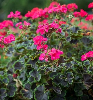 Set Pelargoni F1 + Pelargonio Special