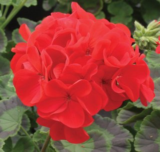 Set Pelargoni F1 + Pelargonio Special