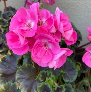 Set Pelargoni F1 + Pelargonio Special