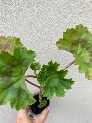 Set Pelargoni F1 + Pelargonio Special