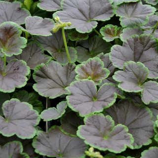 Set Pelargoni F1 + Pelargonio Special