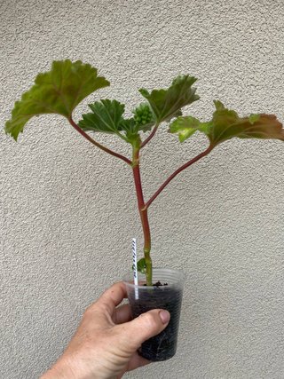 Set Pelargoni F1 + Pelargonio Special