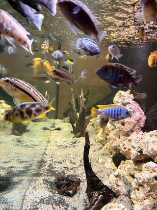 Acuario 450L Negro/Multicolor