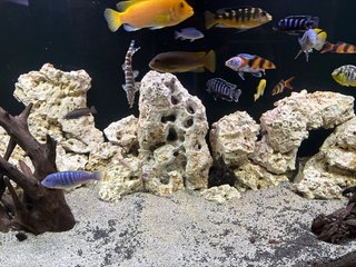 Acuario 450L Negro/Multicolor