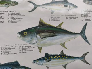 Pósters de pesca