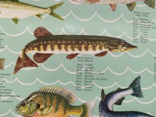 Pósters de pesca