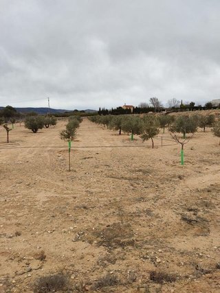 Terreno en venta en Villena