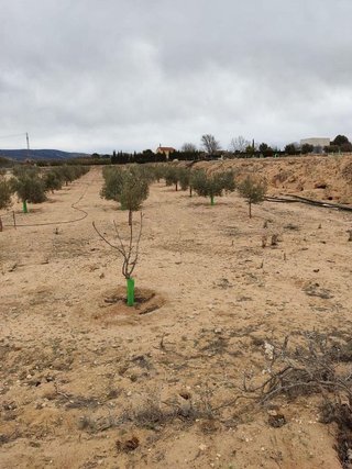 Terreno en venta en Villena