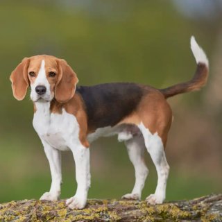 Paseador de perros