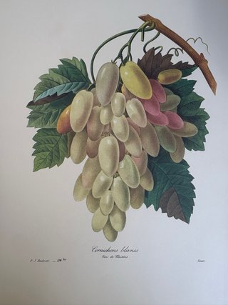 LÁMINAS BOTÁNICAS DE REDOUTÉ.