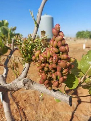 Terreno en venta en Higuera la Real