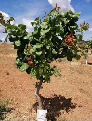 Terreno en venta en Higuera la Real