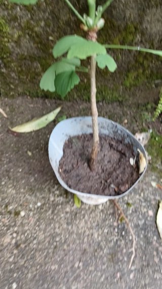 Árbol Ginkgo Biloba