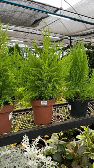 Estoy buscando trabajo en el sector de la horticul