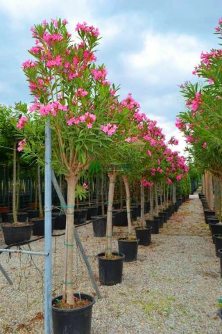 Estoy buscando trabajo en el sector de la horticul