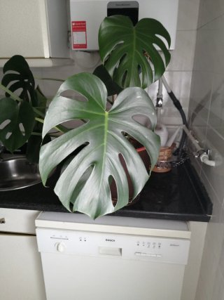 Planta Hoja del Edén