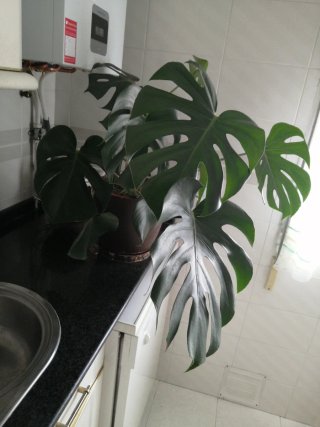 Planta Hoja del Edén