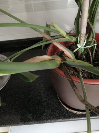 Planta Hoja del Edén